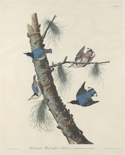 Wild crested black capped - crested,