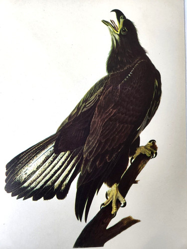 Bald eagle 1942 lithograph - eagle,