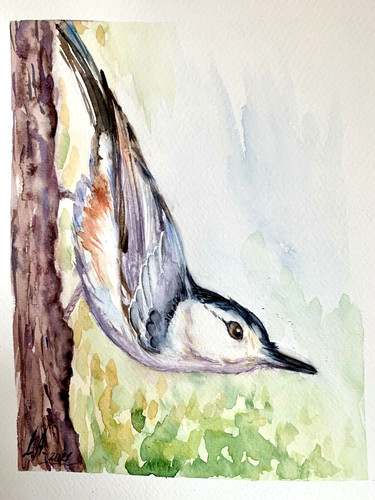 White breasted nuthatch - white,