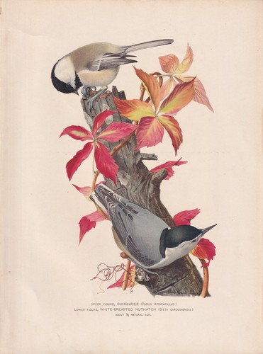 Original antique bird print - original,