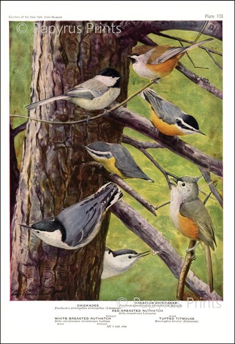 1936 chickadee nuthatch - chickadee,
