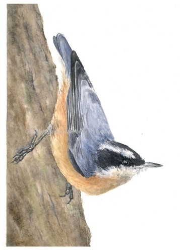Red breasted nuthatch - red-breasted, 01