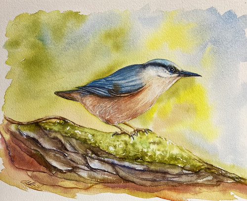 Red breasted nuthatch - -,